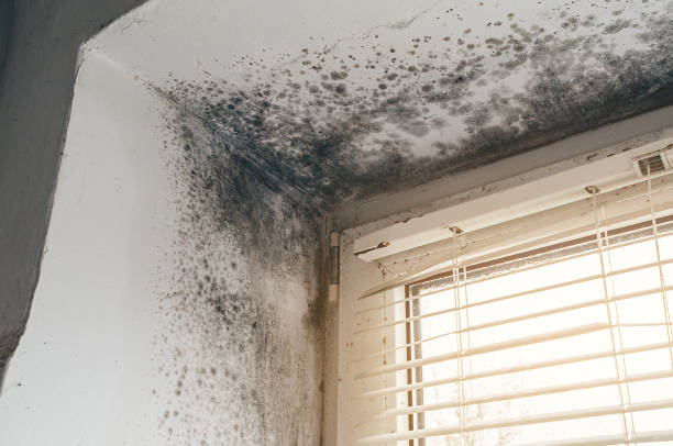 Trusted Black Mold Removal service in Franklin Square, NY - Cheap Mold Removal